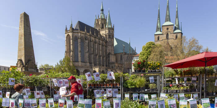 34. Erfurter Blumen- und Gartenmarkt am Wochenende auf dem Domplatz ...